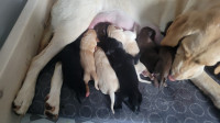 American Labrador puppies for sale