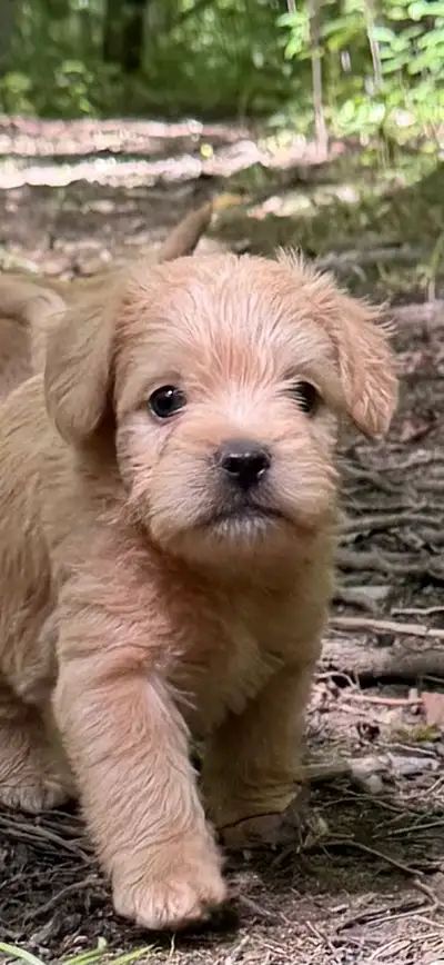 Mini Frenchiepoo (French Boodle ou Floodle), View more