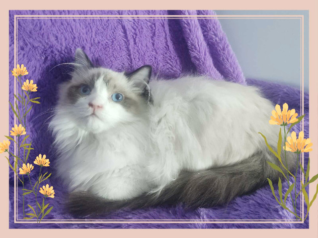 Beautiful Ragdoll Cats in Cats & Kittens for Rehoming in Edmonton - Image 3