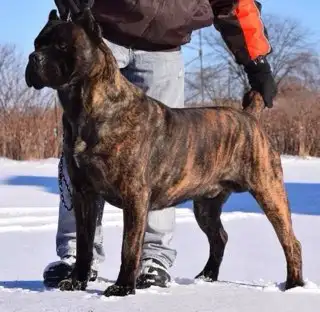 Hamilton's Finest Cane Corso Puppies -  Your Loyal Friend Today in Dogs & Puppies for Rehoming in Hamilton - Image 6