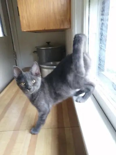 Russian Blue-mix kittens, View more
