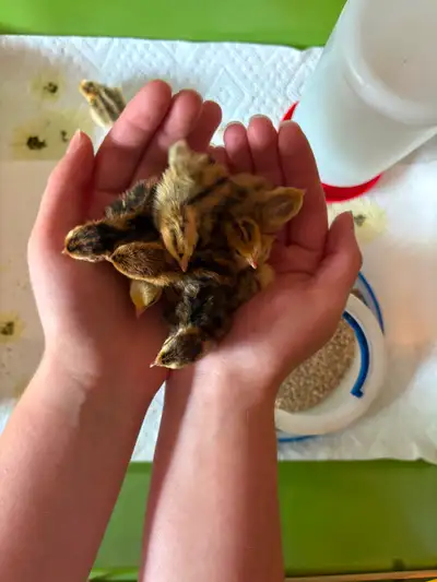 Coturnix quail hatching eggs, View more