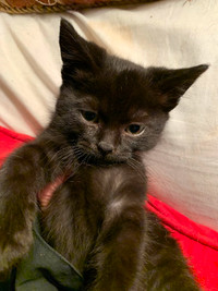 Black Kittens for sale - $50