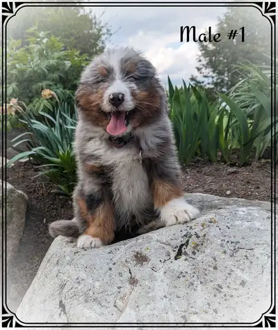 Beautiful,sweet,lovable bundles of fluff ready for their forever home after April 29 2025. Expected...