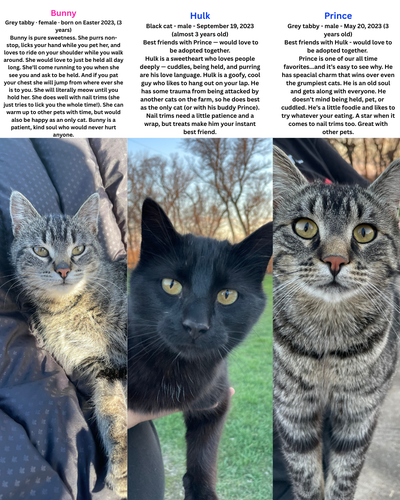3 cats looking for loving home, View more