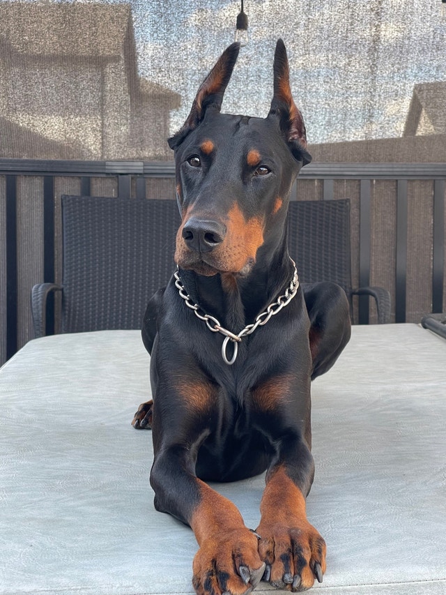 European Doberman Puppies Dogs & Puppies for Rehoming Edmonton Kijiji