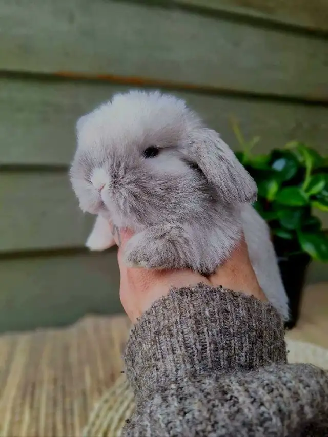 Holland Lop Rabbitry (nettle.blossom.burrows) in Small Animals for Rehoming in Terrace - Image 6