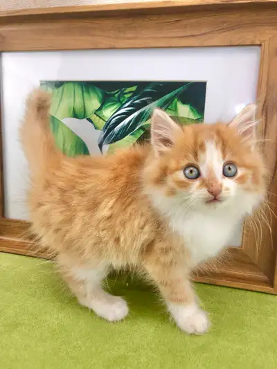 Red and White Maine Coon - It’s a Boy, View more
