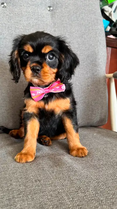 Cavalier King Charles, View more