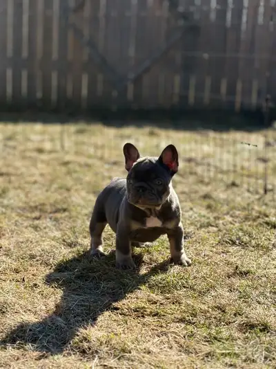 Top Quality French bulldog puppies, View more