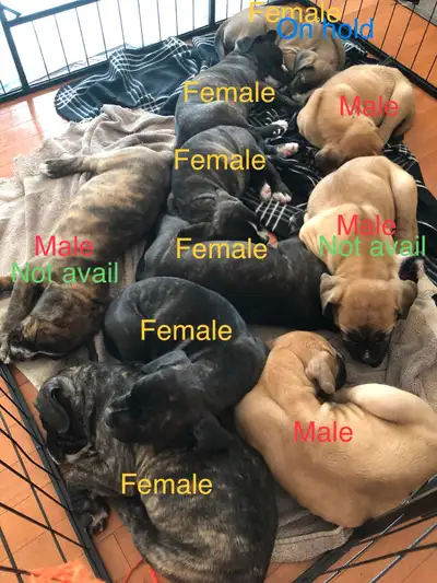 Argentino X Corso Puppies Have Arrived!!!!!, View more