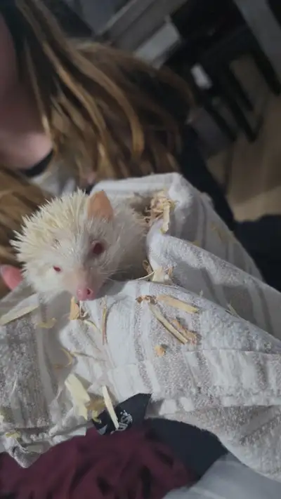 Albino Hedgehog, View more