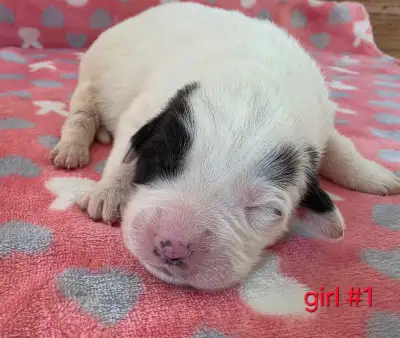 great Pyrenees x Alabai pups, View more