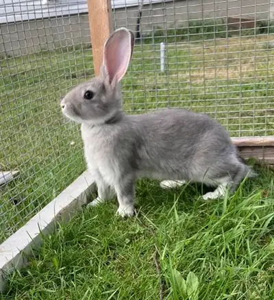 I have two beautiful Flemish Rabbit‘s left both Female one white one Grey. They are 12 weeks old I w...