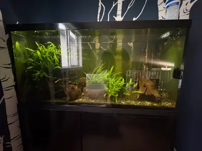 90 gallon aquarium and fish: Pea puffers x 12 Khuli loaches x 12 Male albino bristlenose pleco x 1 A...