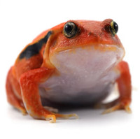 ISO Tomato Frog 