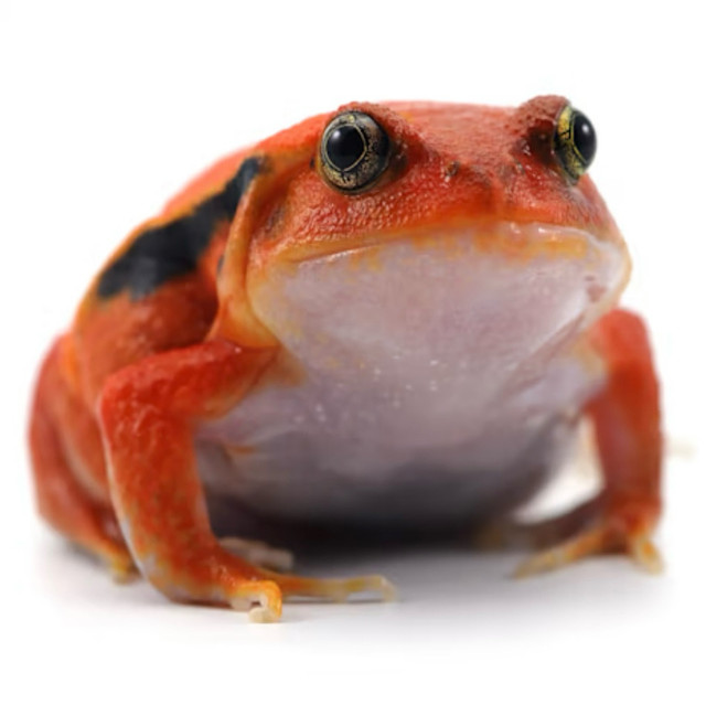 ISO Tomato Frog  in Reptiles & Amphibians for Rehoming in Regina