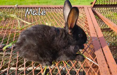 I have some adorable Flemish Giant bunnies ready for their new homes! 8 wks old. Last photo is of th...