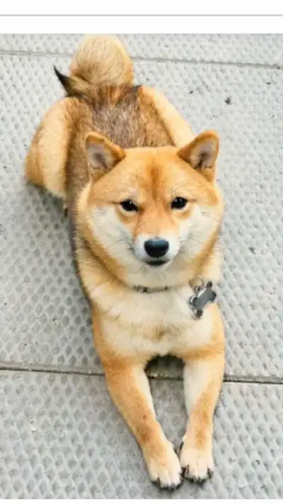 Miniature Shiba Inu Puppies, View more