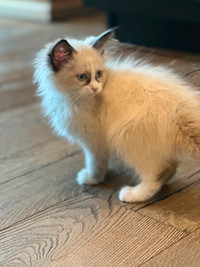 Ragdoll kittens sold