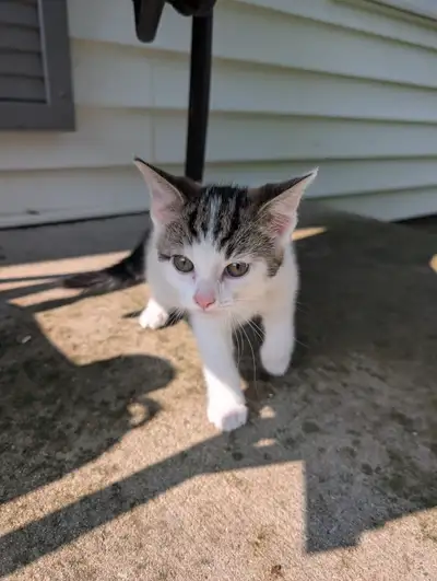 Kittens in St Thomas 5196335288, View more