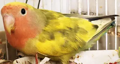 【Peachface Lovebird Babies】, View more