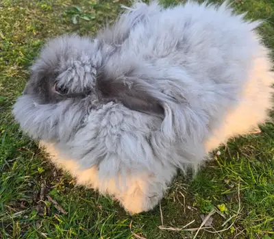 English angora male rabbit, View more