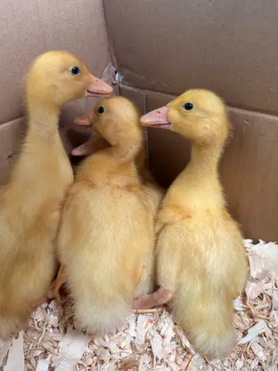 pekin ducklings , View more