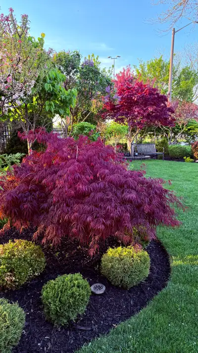 Inaba Shidare Japanese Maple Tree, View more