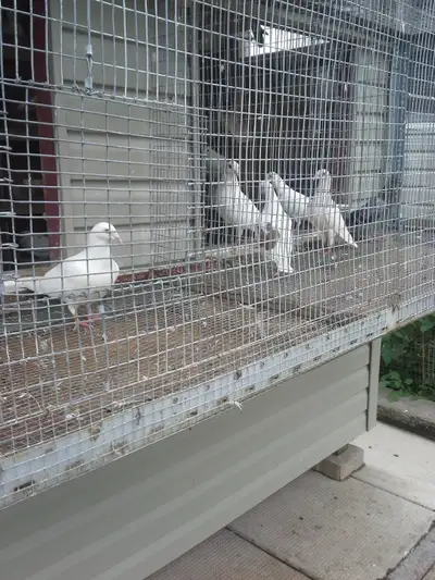 White Homing Pigeons for Sale, View more