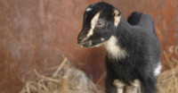 Bottle baby dairy goat