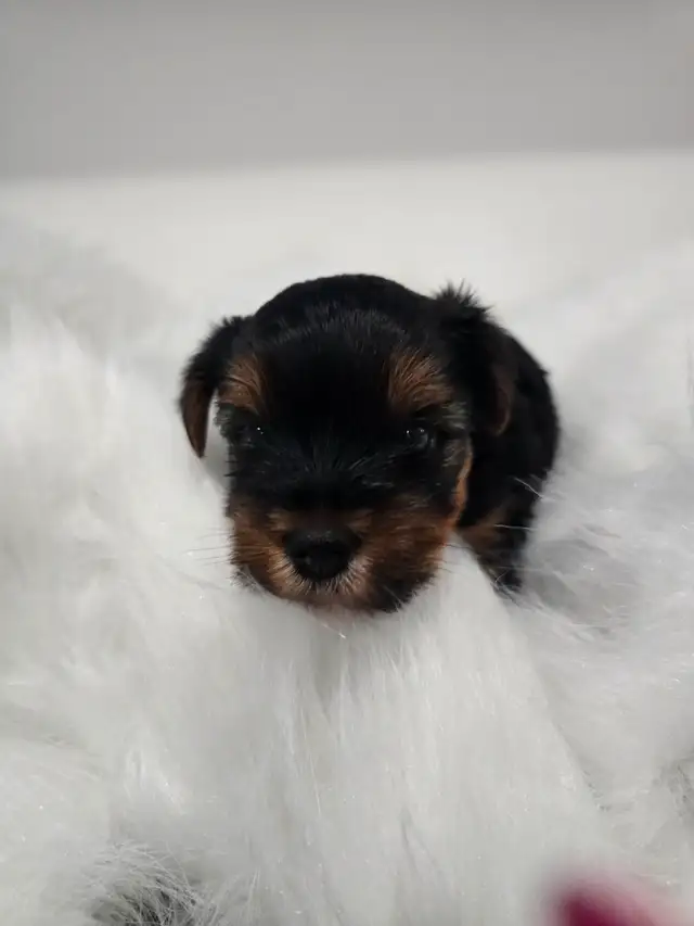 YORKSHIRE TERRIER PUPPY(male) in Dogs & Puppies for Rehoming in Oshawa / Durham Region - Image 11