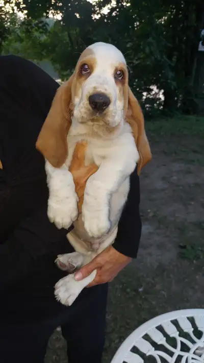 Chiots Basset Hound, View more