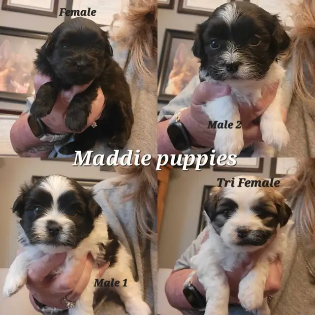 Top Quality Shih Tzu Puppies Available! - ReadyTo Go! in Dogs & Puppies for Rehoming in St. Catharines - Image 8