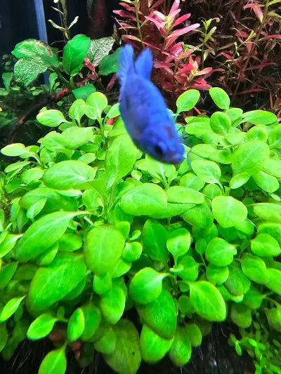 Aquatic Plants , View more