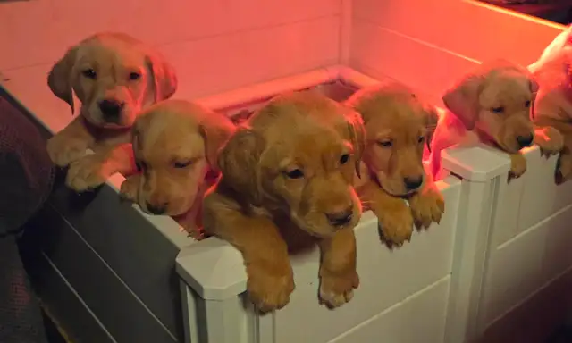 1 MALE & 1 FEMALE! CKC Purebred Yellow Labs in Dogs & Puppies for Rehoming in Sault Ste. Marie - Image 6