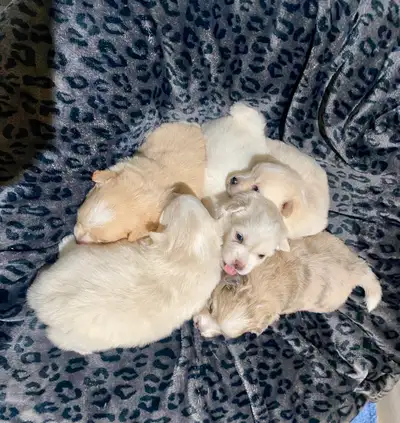 Corgi crossed with mini American Eskimo. Who doesn’t love a white corgi? Will be longer haired. 4 bo...
