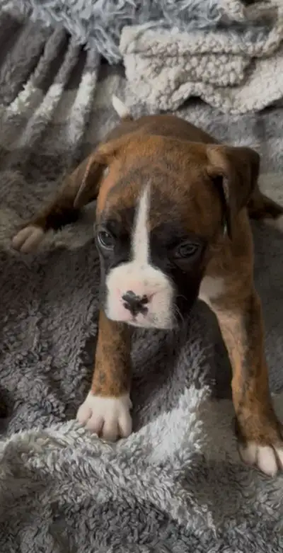 Chiots Boxer Pure Race (Reste 3 )  - Les Boxers des Laurentides, View more