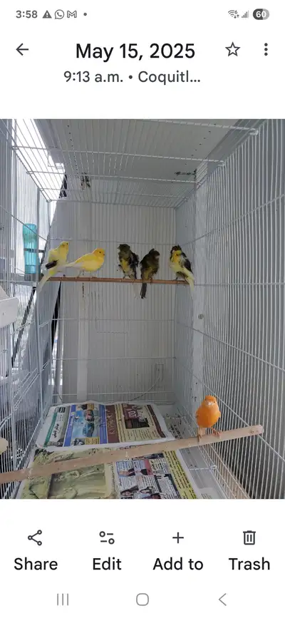 Canaries for sale, View more