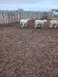 Halal lambs for sale
