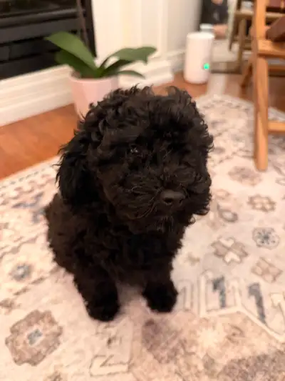 Sweet Yorkie poo/ poodle/ Yorkie, View more