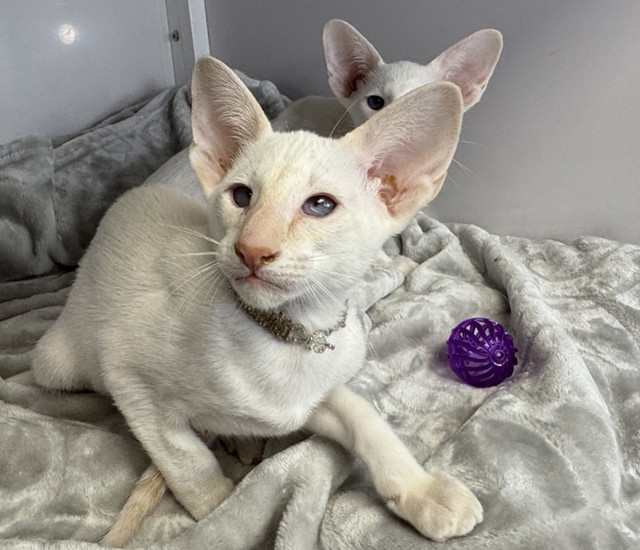 Red Lynx Point Male Siamese in Cats & Kittens for Rehoming in Abbotsford - Image 2