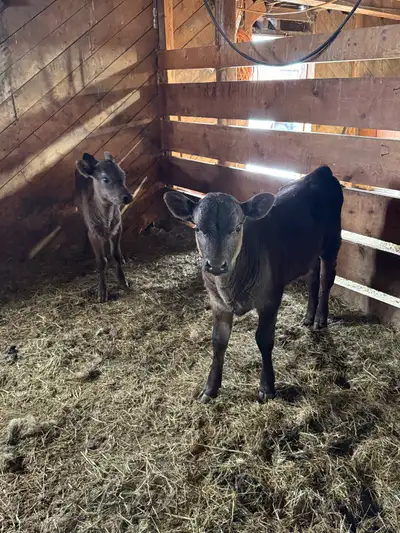 Bottle calves bull and heifer . , View more