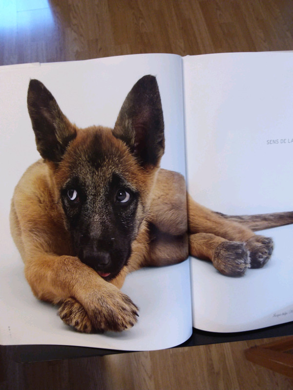 BÉBÉS CHIENS......GRAND LIVRE DE PHOTOGRAPHIES  dans Autre  à Lanaudière - Image 4