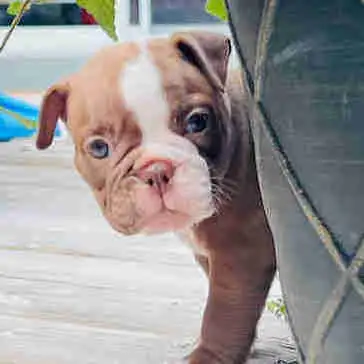 Female Bulldog puppy, View more