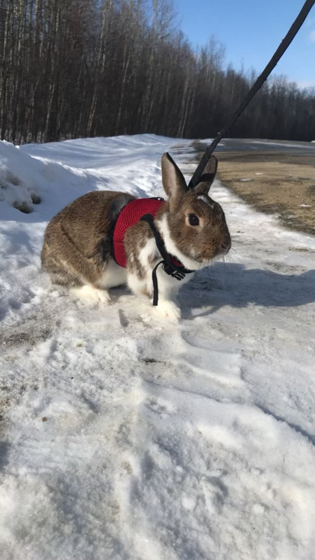 Bunny Rabbit in Small Animals for Rehoming in St. Albert