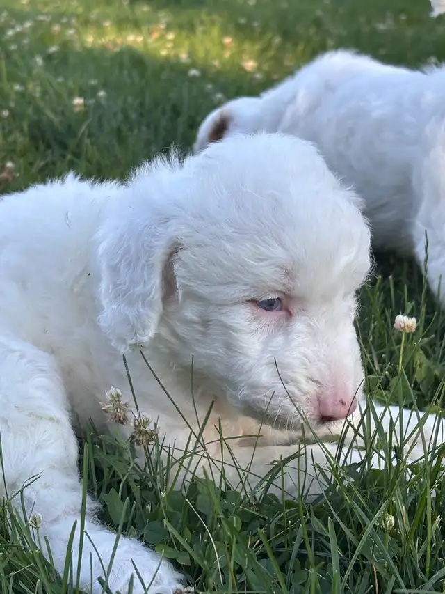 Aussie Springer Doodle Puppies in Dogs & Puppies for Rehoming in Oakville / Halton Region - Image 5