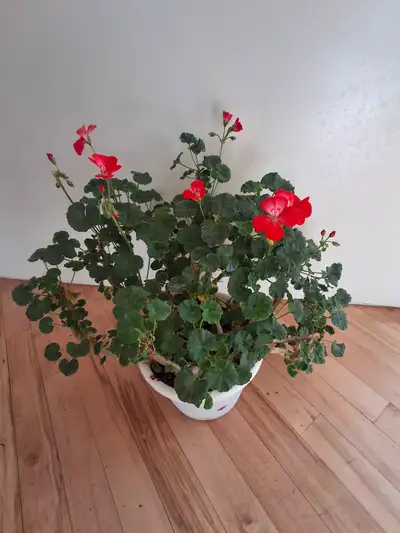 Geraniums, Potted Indoor and outdoor Plant, View more