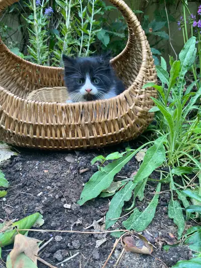 magnifique chaton semi angora (sibérien), View more
