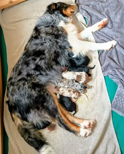 Waiting list for Border Aussie puppies, View more